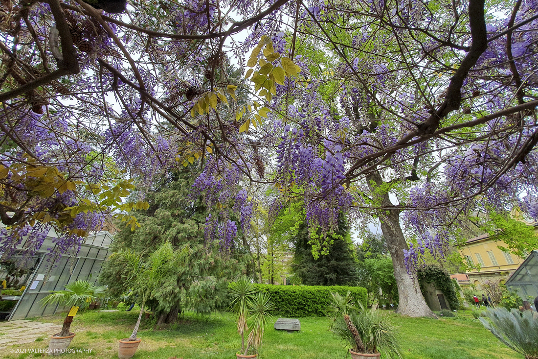 20210410_155410.jpg - Visita all'orto Botanico in occasione dell'apertura per la  Mostra mercato di piante riprodotte nell'Orto Botanico. Nella foto, vista sul lato nord dell'orto botanico