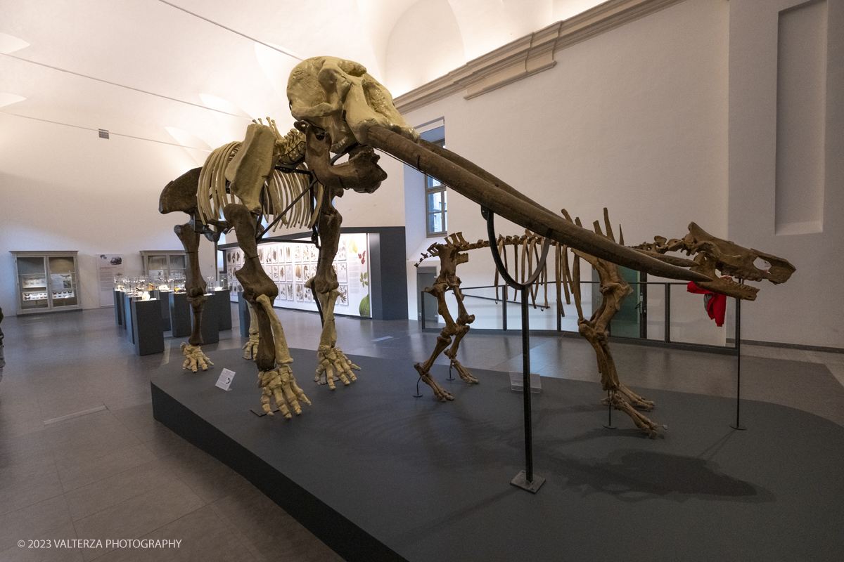 _DSF0641.jpg - 12/01/2024. Torino. Il Il Museo Regionale di Scienze Naturali di Torino riapre al pubblico   dopo oltre dieci anni di chiusura. La riapertura prevede un rinnovato e interattivo percorso espositivo che si sviluppa su tre principali aree: Museo Storico di Zoologia, Arca delle Esplorazioni e Sala delle Meraviglie. Nella foto parte dell'allestimento della Sala delle Meraviglie