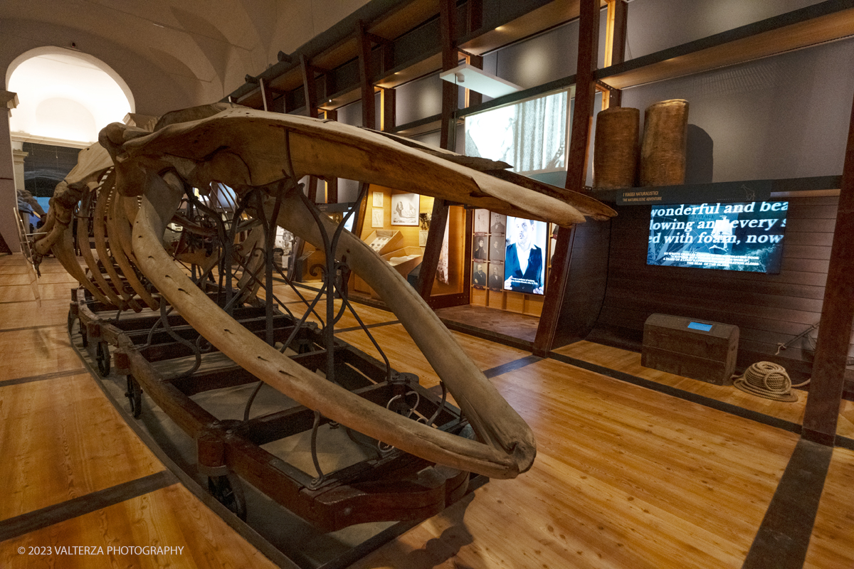 _DSF0659.jpg - 12/01/2024. Torino. Il Il Museo Regionale di Scienze Naturali di Torino riapre al pubblico   dopo oltre dieci anni di chiusura. La riapertura prevede un rinnovato e interattivo percorso espositivo che si sviluppa su tre principali aree: Museo Storico di Zoologia, Arca delle Esplorazioni e Sala delle Meraviglie. Nella foto allestimento nellâ€™area dellâ€™ Arca delle Esplorazioni dedicata ai viaggi naturalistici che nel corso del tempo hanno contribuito allâ€™arricchimento delle collezioni. Al centro di questa sezione si erge lâ€™eccezionale scheletro di una balenottera