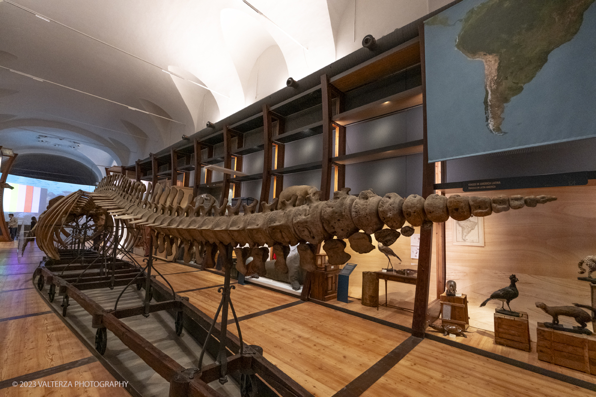 _DSF0725.jpg - 12/01/2024. Torino. Il Il Museo Regionale di Scienze Naturali di Torino riapre al pubblico   dopo oltre dieci anni di chiusura. La riapertura prevede un rinnovato e interattivo percorso espositivo che si sviluppa su tre principali aree: Museo Storico di Zoologia, Arca delle Esplorazioni e Sala delle Meraviglie. Nella foto allestimento nellâ€™area dellâ€™ Arca delle Esplorazioni dedicata ai viaggi naturalistici che nel corso del tempo hanno contribuito allâ€™arricchimento delle collezioni. Al centro di questa sezione si erge lâ€™eccezionale scheletro di una balenottera