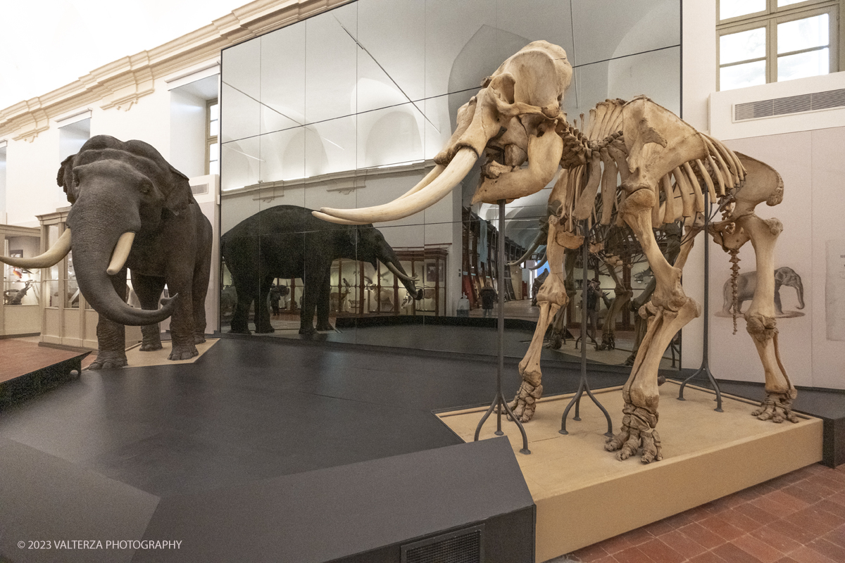 _DSF0802.jpg - 12/01/2024. Torino. Il Il Museo Regionale di Scienze Naturali di Torino riapre al pubblico   dopo oltre dieci anni di chiusura. La riapertura prevede un rinnovato e interattivo percorso espositivo che si sviluppa su tre principali aree: Museo Storico di Zoologia, Arca delle Esplorazioni e Sala delle Meraviglie. Nella foto al centro del Museo di Zoologia si trova lâ€™elefante Fritz, dono del VicerÃ© d'Egitto ai Savoia nel 1827 Lâ€™esemplare in pelle vera dellâ€™animale Ã¨ affiancato dal suo scheletro, preparato separatamente come da usanza.