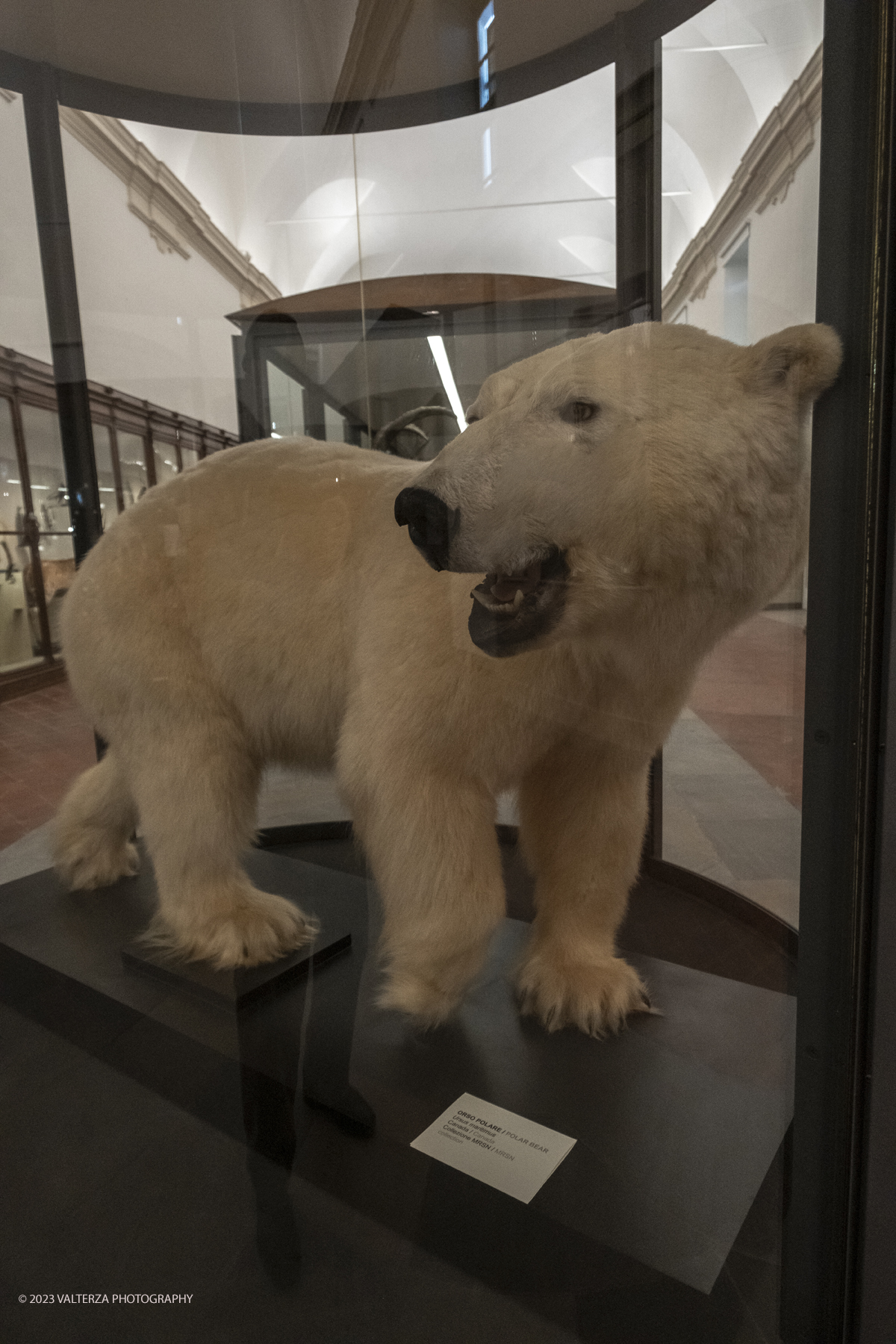 _DSF0959.jpg - 12/01/2024. Torino. Il Il Museo Regionale di Scienze Naturali di Torino riapre al pubblico   dopo oltre dieci anni di chiusura. La riapertura prevede un rinnovato e interattivo percorso espositivo che si sviluppa su tre principali aree: Museo Storico di Zoologia, Arca delle Esplorazioni e Sala delle Meraviglie. Nella foto esemplare di Orso Polare parte della ccollezione storica