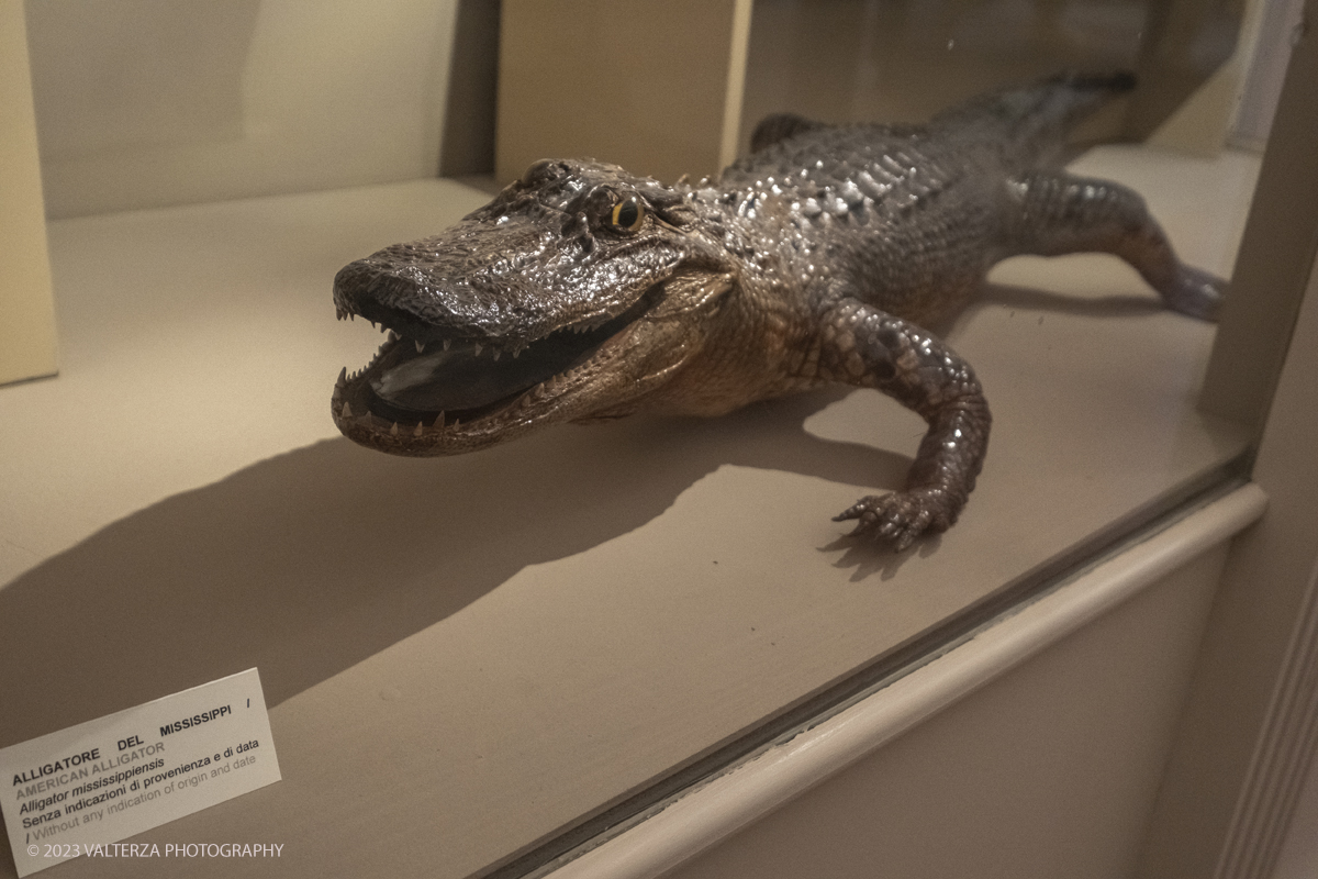 _DSF0983.jpg - 12/01/2024. Torino. Il Il Museo Regionale di Scienze Naturali di Torino riapre al pubblico   dopo oltre dieci anni di chiusura. La riapertura prevede un rinnovato e interattivo percorso espositivo che si sviluppa su tre principali aree: Museo Storico di Zoologia, Arca delle Esplorazioni e Sala delle Meraviglie. Nella foto Alligatore del Mississipi parte della collezione storica