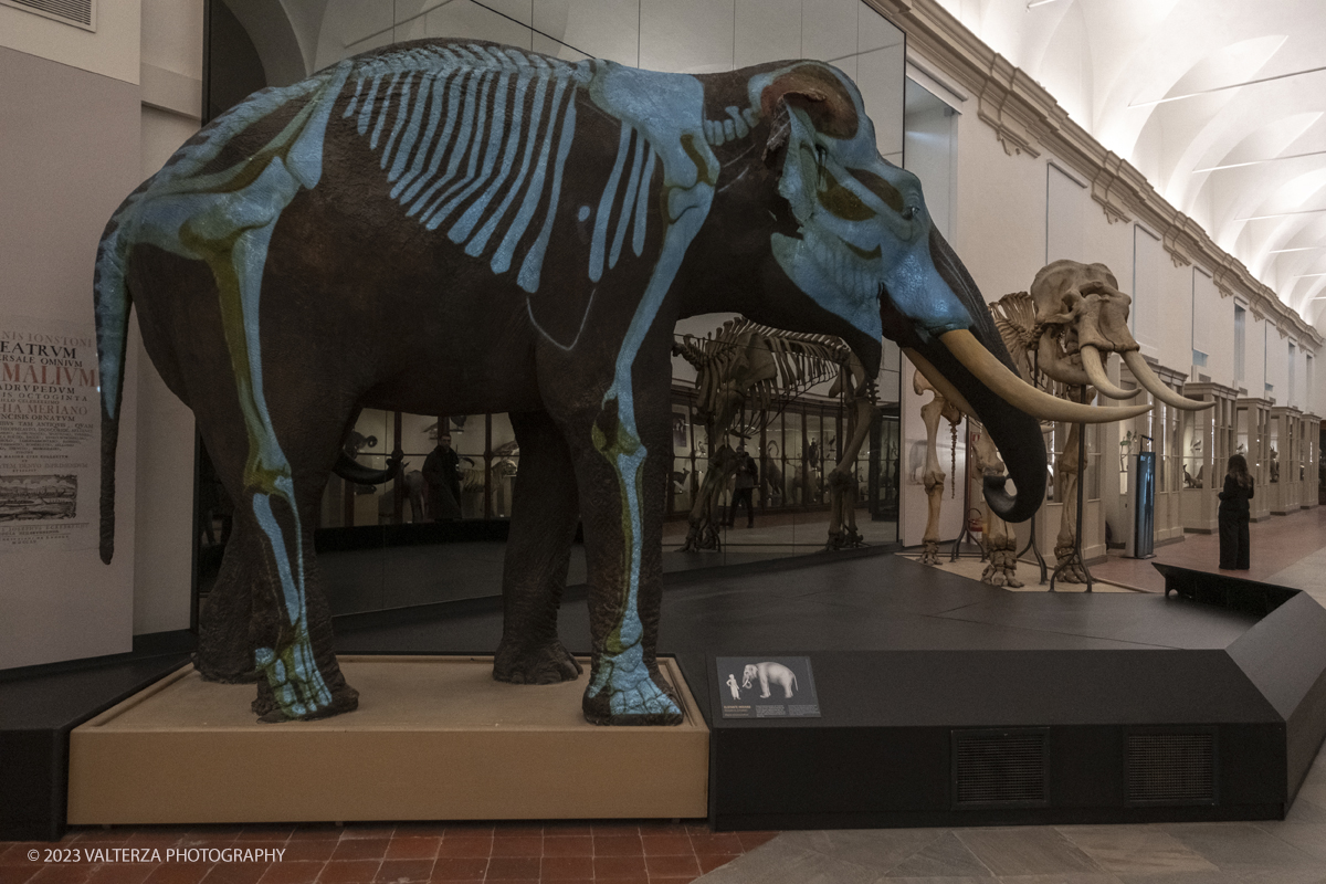 _DSF1018.jpg - 12/01/2024. Torino. Il Il Museo Regionale di Scienze Naturali di Torino riapre al pubblico   dopo oltre dieci anni di chiusura. La riapertura prevede un rinnovato e interattivo percorso espositivo che si sviluppa su tre principali aree: Museo Storico di Zoologia, Arca delle Esplorazioni e Sala delle Meraviglie. Nella fotoal centro del Museo di Zoologia si trova lâ€™elefante Fritz, dono del VicerÃ© d'Egitto ai Savoia nel 1827 Lâ€™esemplare in pelle vera dellâ€™animale Ã¨ affiancato dal suo scheletro, preparato separatamente come da usanza.