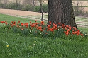 MesserTulipano_234