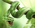 3d_animals_-_Snake