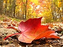 Autumn_falling_leaf