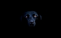 Black_Labrador