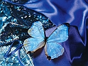 Blue_Butterfly_Art_photos