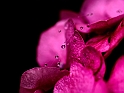 Dew_Drops_-_Windows_7_Backgrounds