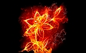 Flower_Fire_Wallpaper