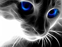 Magic_Cat_wallpaper_windows_7