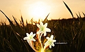 Magic_lily_free_windows_7_wallpapers