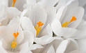 Wedding_white_crocus_bouquet