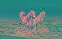 White_horses