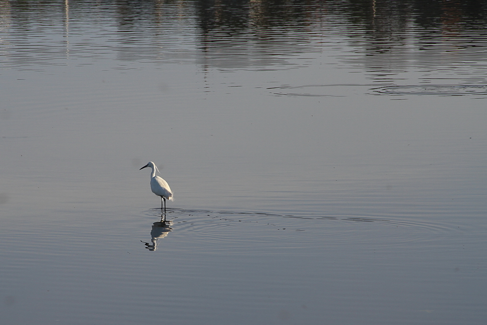 Augusta_141.JPG - Augusta - Le saline - Airone