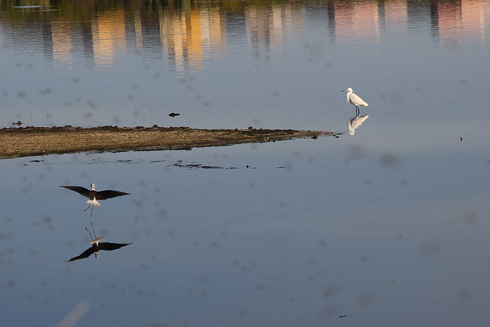 Augusta_144.JPG - Augusta - Le saline - Airone