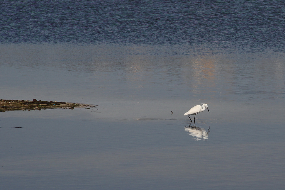 Augusta_145.JPG - Augusta - Le saline - Airone