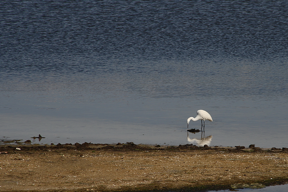 Augusta_146.JPG - Augusta - Le saline - Airone