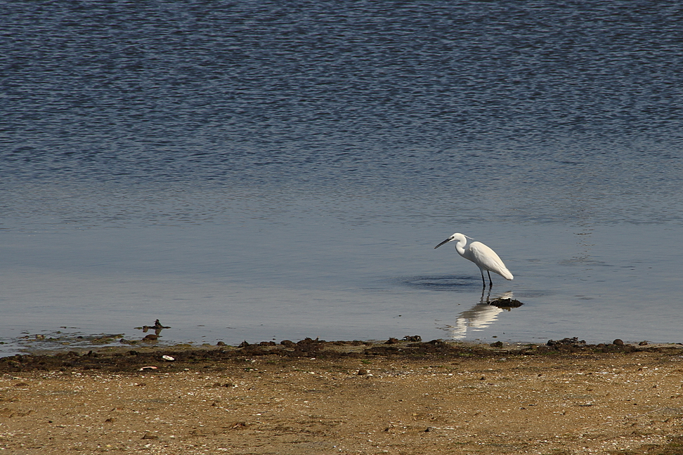 Augusta_147.JPG - Augusta - Le saline - Airone