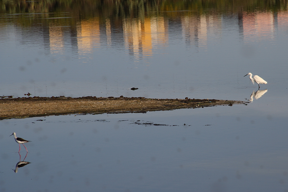 Augusta_148.JPG - Augusta - Le saline - Airone