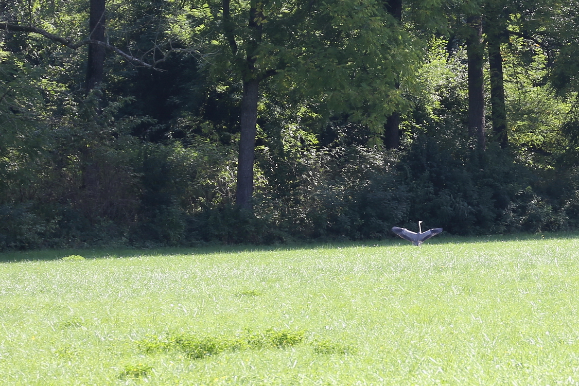 CastelloRacconigi_190.JPG - Il parco - Cicogna