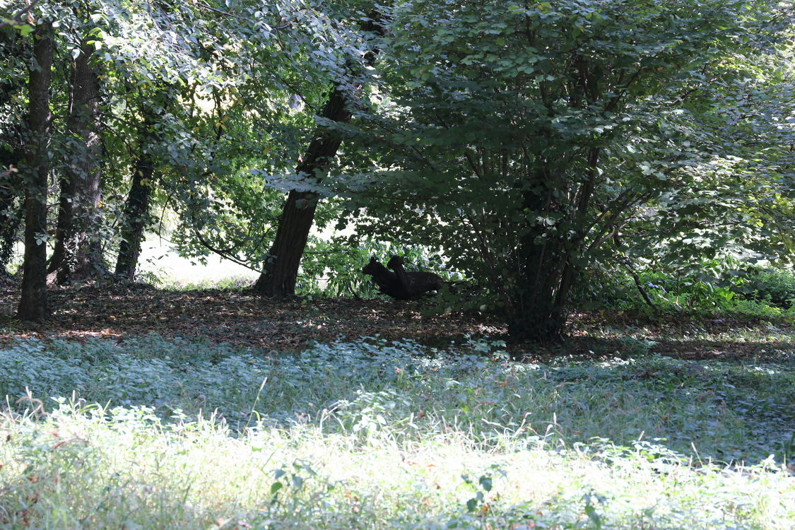 CastelloRacconigi_192.JPG - Il Parco