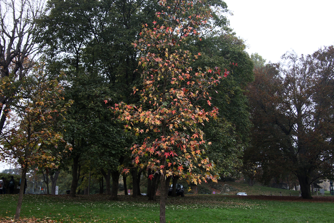 InAutunno_16.jpg - Albero di colori