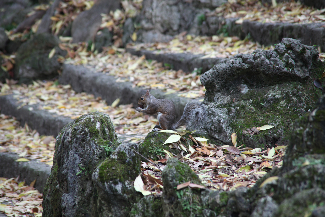 InAutunno_20.jpg - Ultime provviste per l'inverno