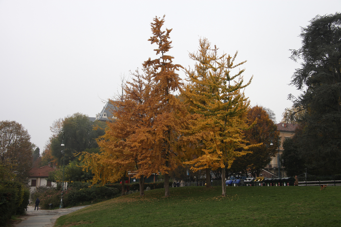 InAutunno_22.jpg - Sfumature