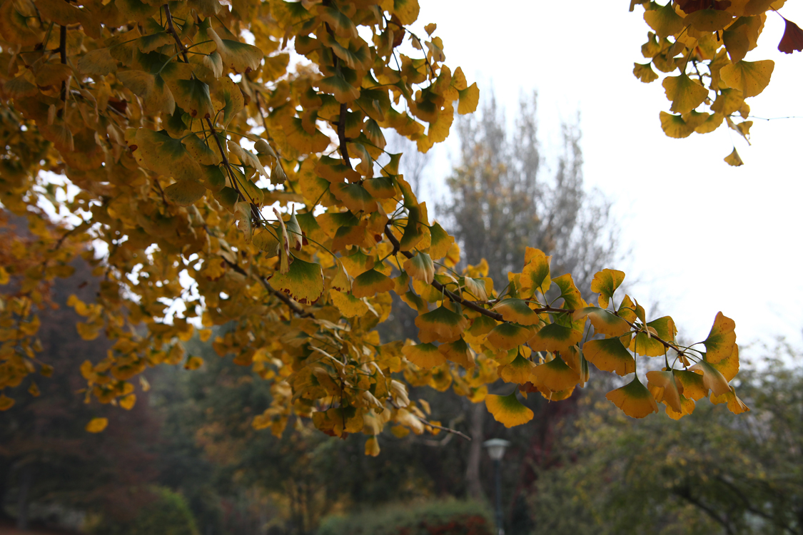 InAutunno_27.jpg - Cambio di livrea