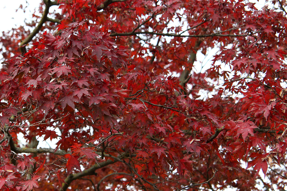 InAutunno_48.jpg - Rosse di vergogna o di bellezza?