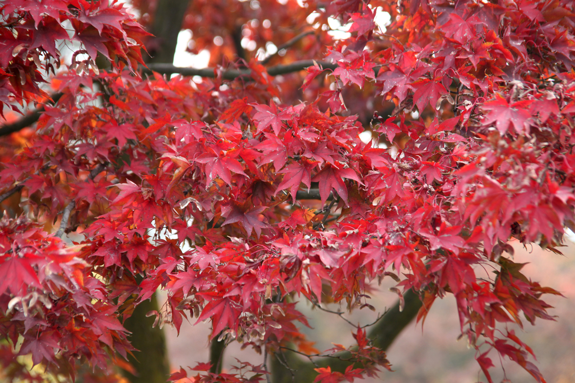 InAutunno_69.jpg - Ancora rosso vivo