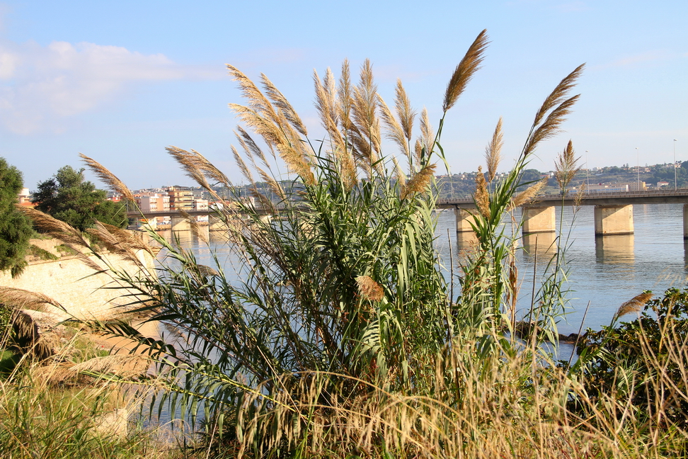 Sicilia_084.JPG - Mattino, ciuffi di canne ondeggiano al vento...