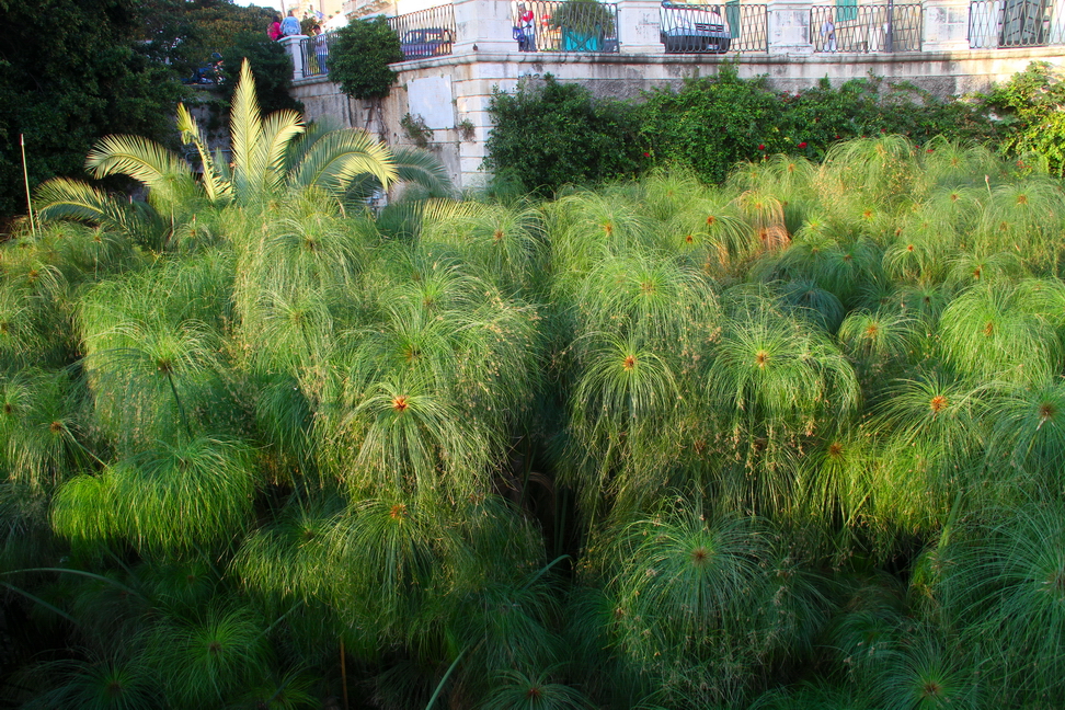 Sicilia_190.JPG - Il verde dei papiri colora la Fonte Aretusa...