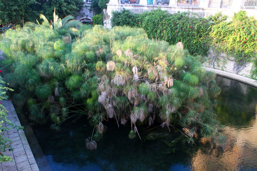 Sicilia_191.JPG - uno specchio d’acqua nell’isola di Ortigia, nella parte più antica della città.La sua origine è lo sviluppo di uno dei tanti sfoghi della falda freatica che si trova nel siracusano, la falda che alimenta anche il fiume Ciane sul lato opposto del porto. Presenta una forma circolare doppia, con all'interno una struttura circolare, ovvero un doppio cerchio concentrico. La tradizione vuole che Archia, prima di partire per fondare la colonia, interpellasse l'oracolo di Delfi che così gli rispose: "Un'isoletta, Ortigia, in mezzo al fosco mare ne sta, di contro alla Trinacria, ove la bocca sgorga dell'Alfeo, mista alla polla d'Aretusa bella". Anche Orazio Nelson rimase incantato dalla fonte, e quando sostò a Siracusa nel giugno del 1798, prima di affrontare Napoleone ad Abukir scrisse: "Grazie ai vostri sforzi noi ci siamo riforniti di viveri ed acqua, e sicuramente avendo attinto alla Fonte Aretusa, la vittoria non ci può mancare".