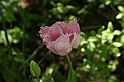 MesserTulipano_050