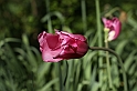 MesserTulipano_065