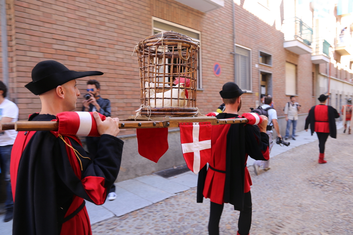 403.JPG - il gallo vivo