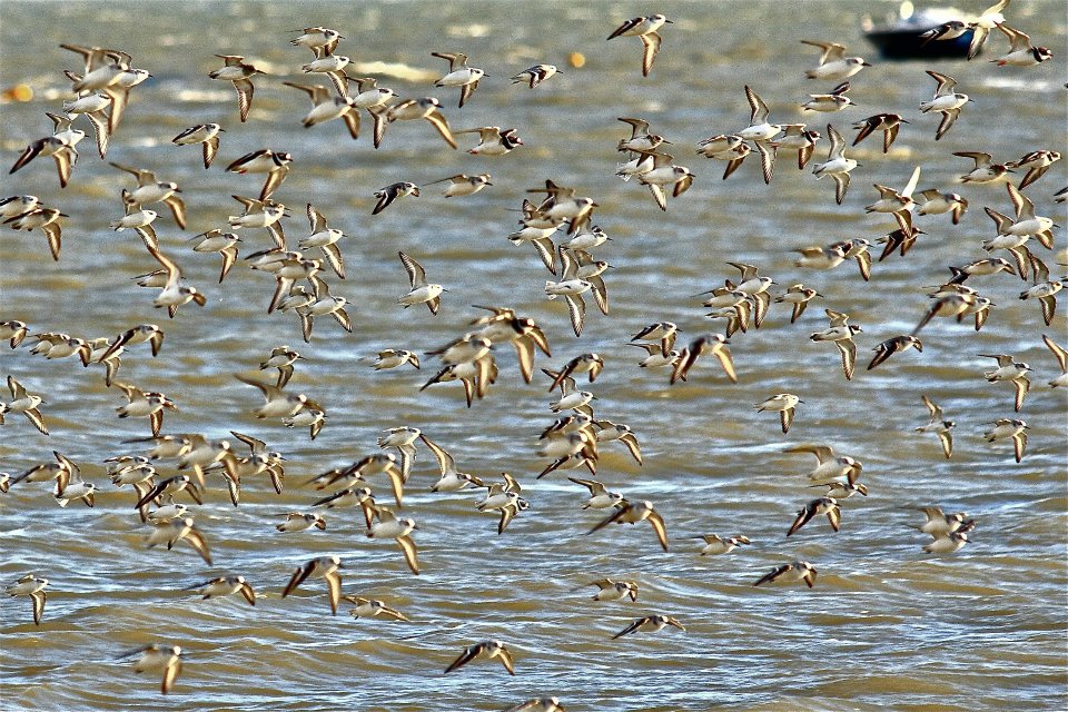 10.jpg - tanti piccoli gabbiani volano a pelo d'acqua....