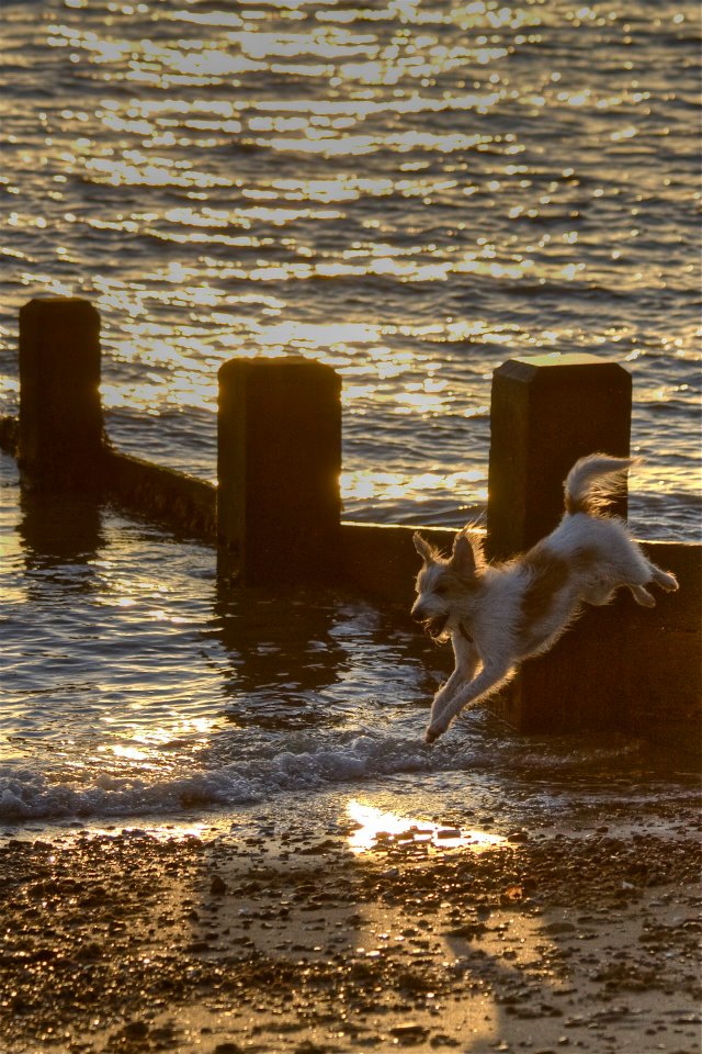 12.jpg - Un cane isterico....