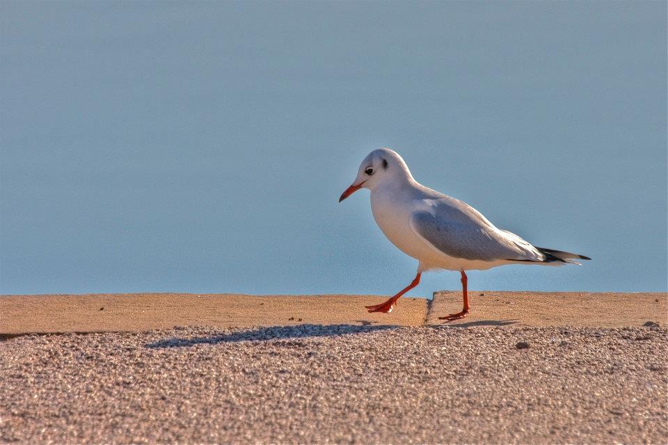 10.jpg - Orbetello