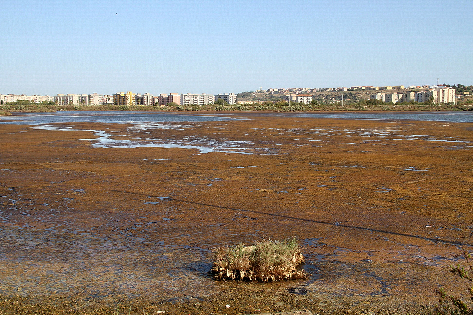 Sicilia_119.JPG - nelle acque basse e melmose...