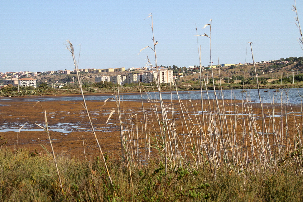 Sicilia_120.JPG - circondate da canneti...