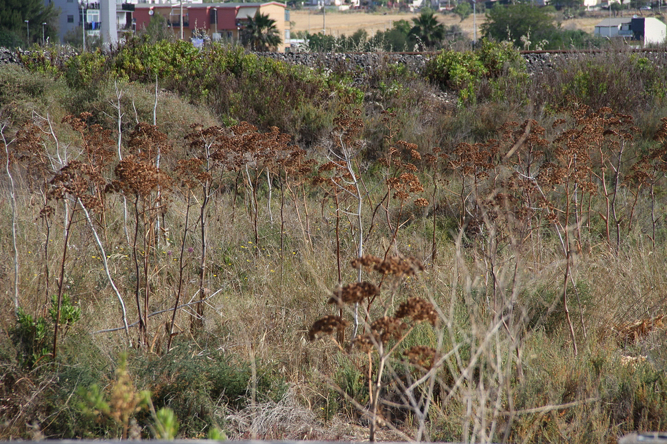 Sicilia_121.JPG - e vegetazione varia...