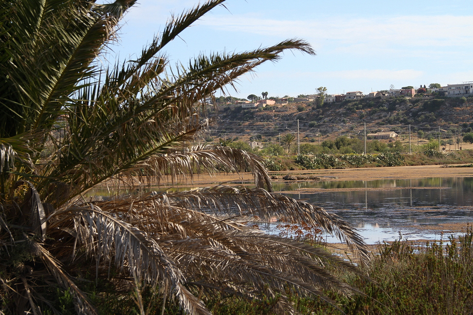 Sicilia_124.JPG - palme...