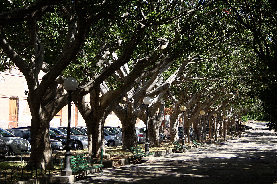 Sicilia_238.JPG - ricchi di ombra...