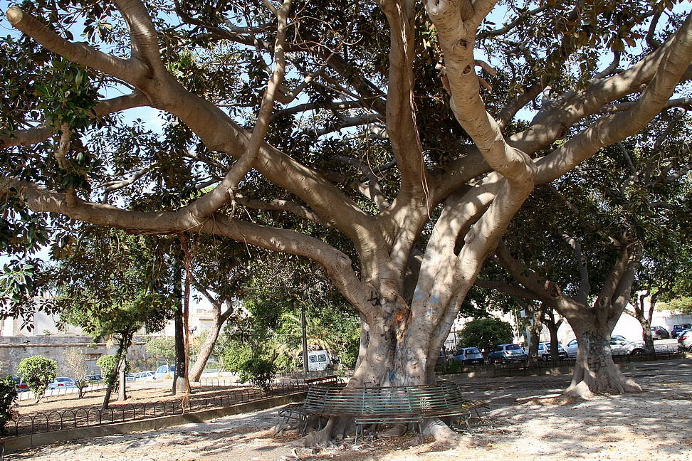 Sicilia_245.JPG - alberi secolari...