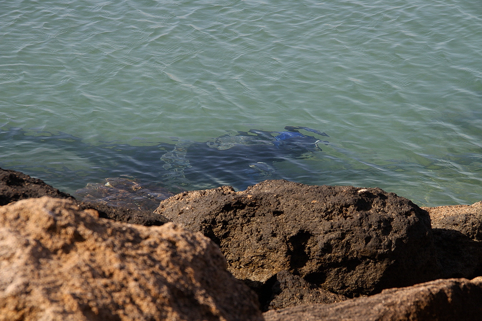 Sicilia_314.JPG - si immerge...