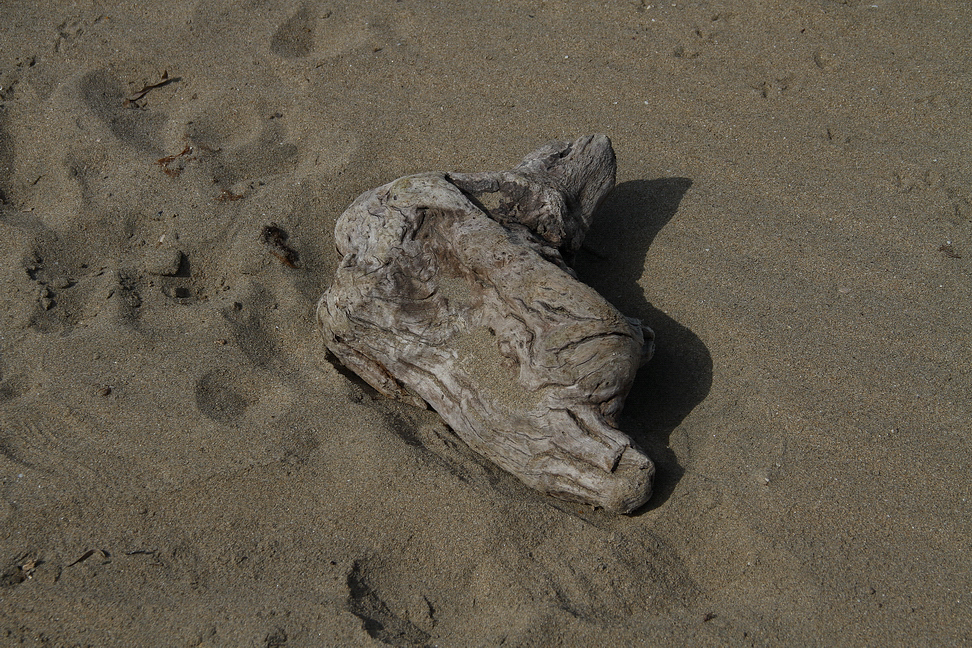 Sicilia_316.JPG - intanto il movimento del mare si appresta a scolpire un malcapitato tronco...